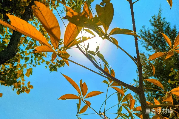 高清摄影 阳光透过树叶的自然美景