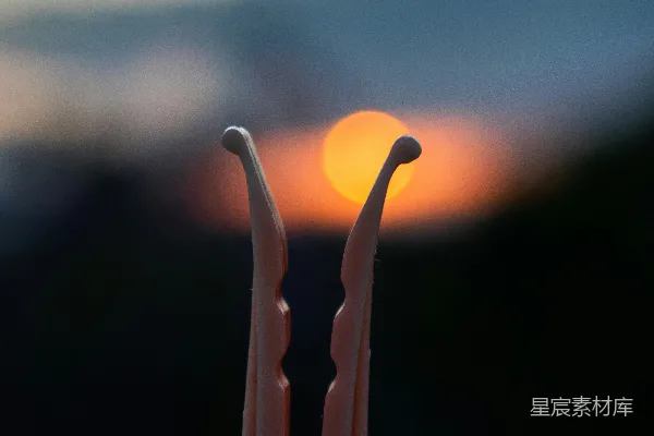 高清摄影 夕阳下的小钩子