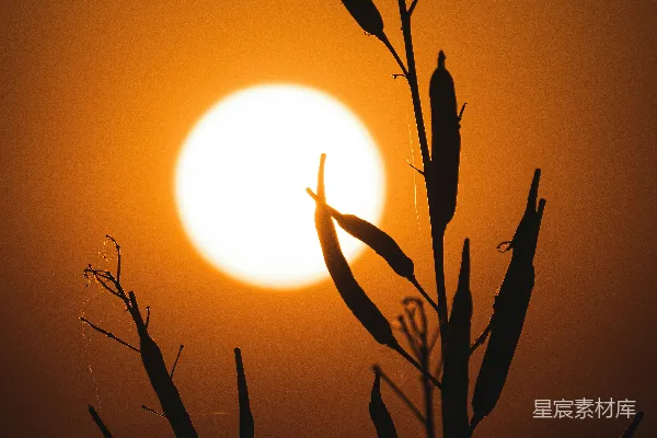 高清摄影 剪影中的夕阳