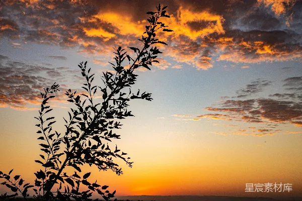 高清摄影 夕阳下的剪影植物