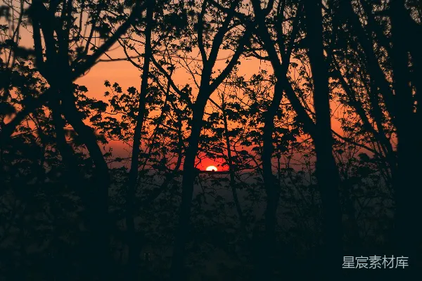 高清摄影 夕阳透过树林