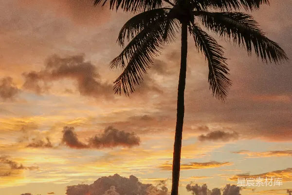高清摄影 夕阳下的椰子树剪影