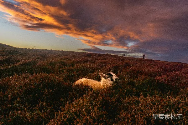 高清摄影 夕阳下的宁静牧羊场景