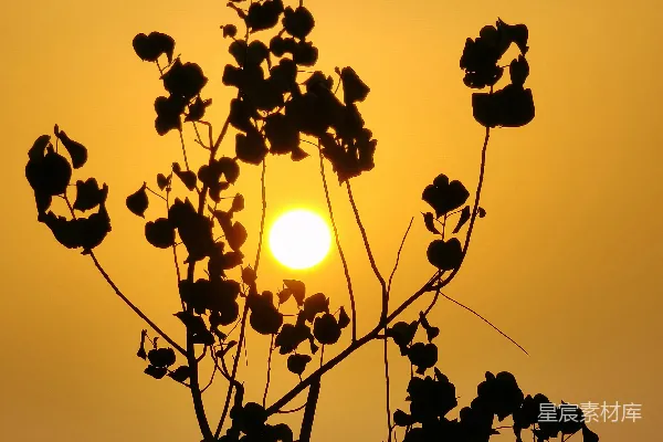 高清摄影 夕阳下的树影