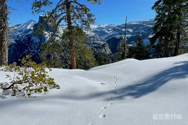 高清摄影 雪地中的动物足迹