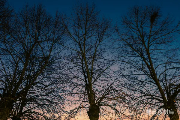 高清摄影 夕阳下的树梢剪影
