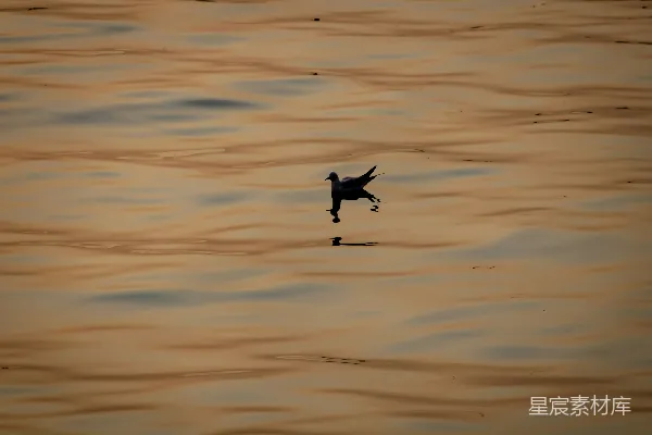 高清摄影 夕阳下的海鸥剪影