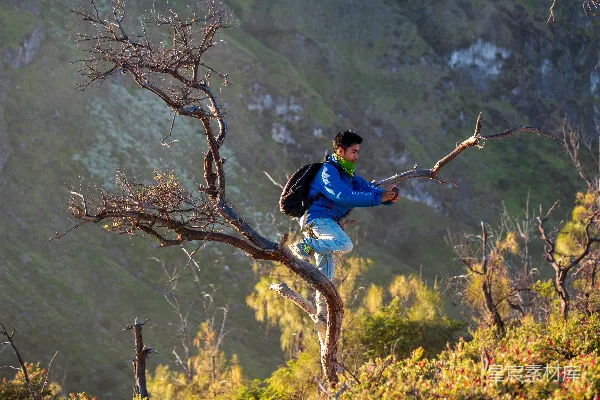 高清摄影 登山者在树上拍摄