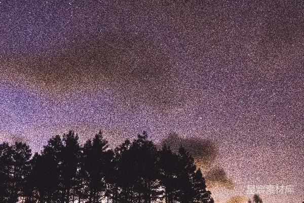 高清摄影 静谧星空下的松林