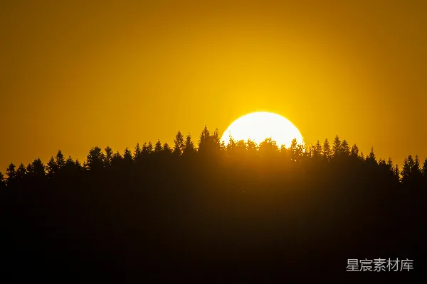 高清摄影 夕阳下的松林剪影