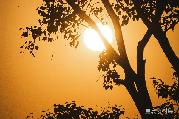 高清摄影 夕阳下的树影