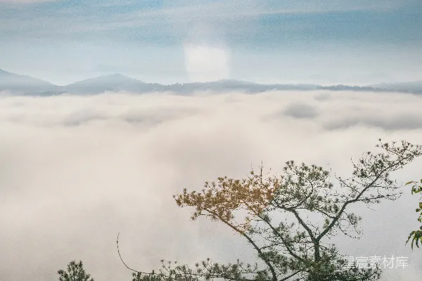 高清摄影 云海之上，松树独立