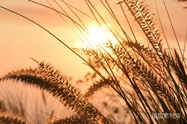 高清摄影 夕阳下的芦苇