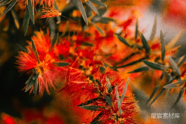 高清摄影 秋日红花盛开