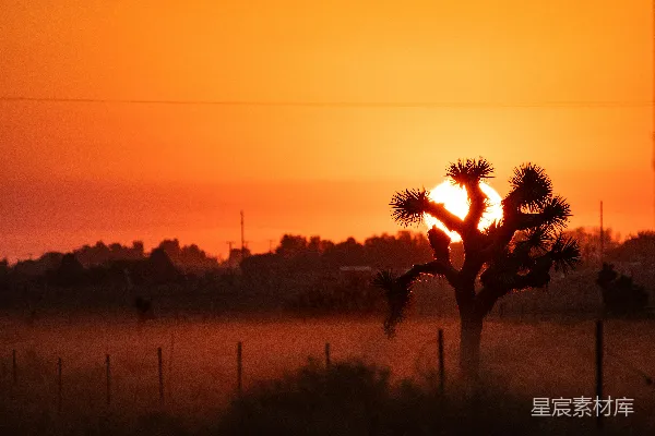 高清摄影 夕阳下的树影