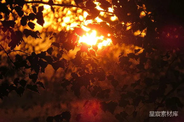 高清摄影 夕阳透过树叶