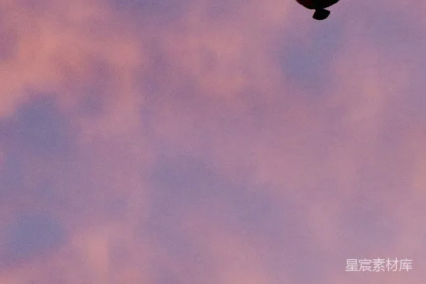 高清摄影 晚霞中的飞翔