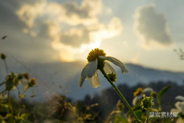 高清摄影 夕阳下的野花