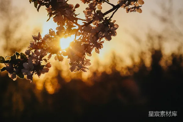 高清摄影 夕阳下的花枝