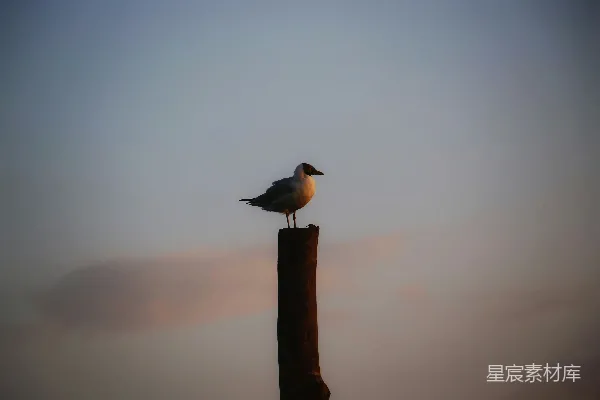 高清摄影 黄昏时分的海鸥