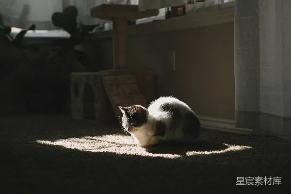 高清摄影 阳光下的猫咪