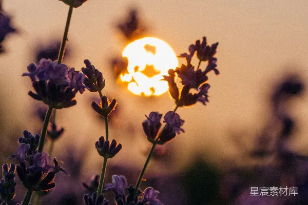 高清摄影 薰衣草与夕阳的剪影