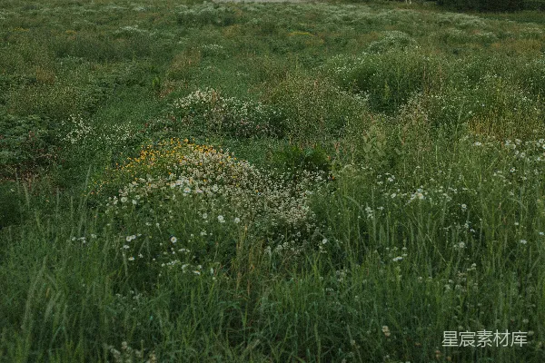 高清摄影 野花盛开的草地