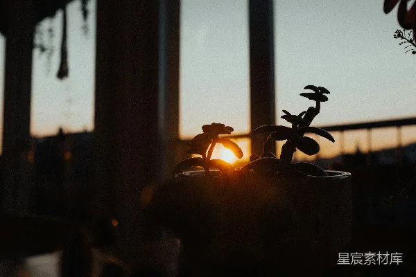 高清摄影 夕阳下的多肉植物