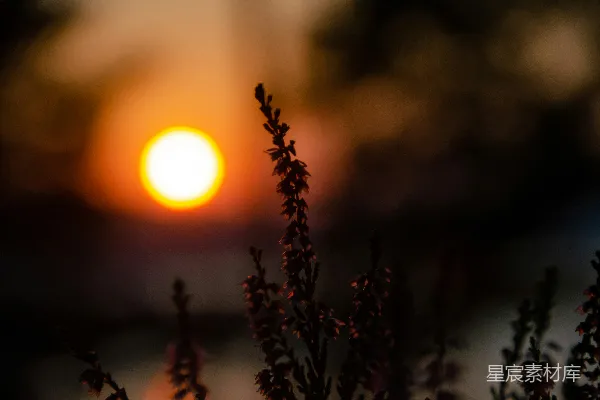 高清摄影 夕阳中的野花剪影
