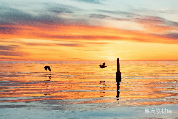 高清摄影 夕阳下的海面与飞行的海鸥
