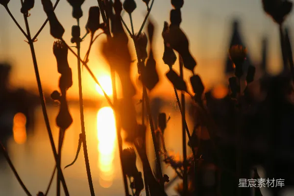 高清摄影 夕阳下的植物剪影