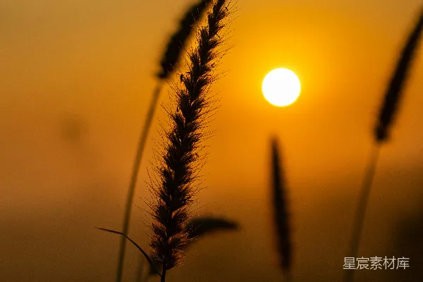 高清摄影 夕阳下的草丛剪影