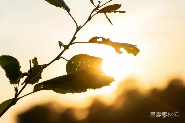 高清摄影 夕阳下的绿叶剪影