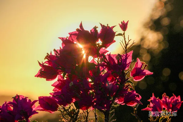 高清摄影 夕阳下的紫色花海