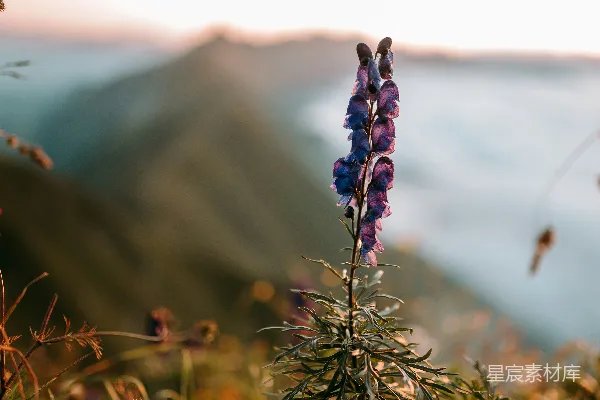 高清摄影 山野晨光中的紫色花穗