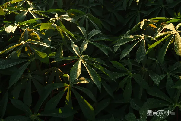 高清摄影 光影下的绿叶