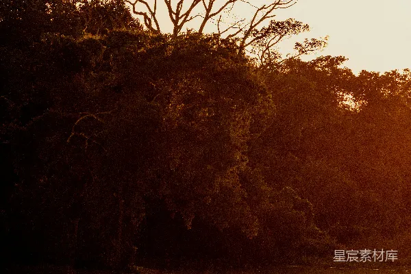 高清摄影 夕阳下的河流与丛林