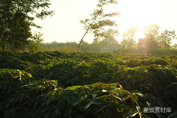 高清摄影 夕阳下的甘薯田