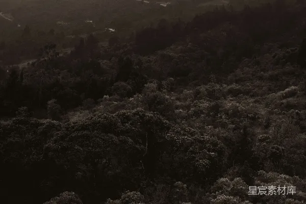 高清摄影 雾中森林的宁静