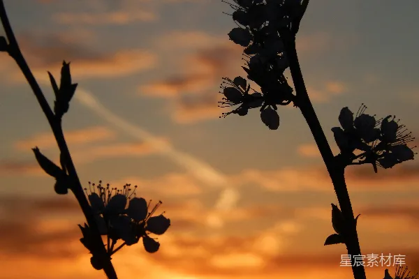高清摄影 剪影中的花与夕阳