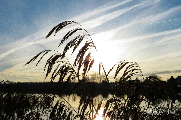 高清摄影 夕阳下的芦苇