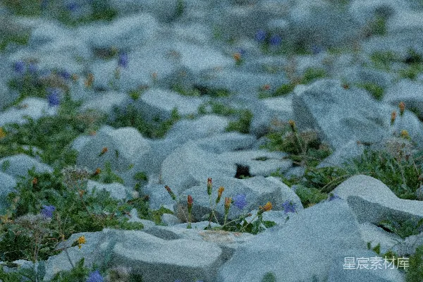 高清摄影 石缝中的花朵