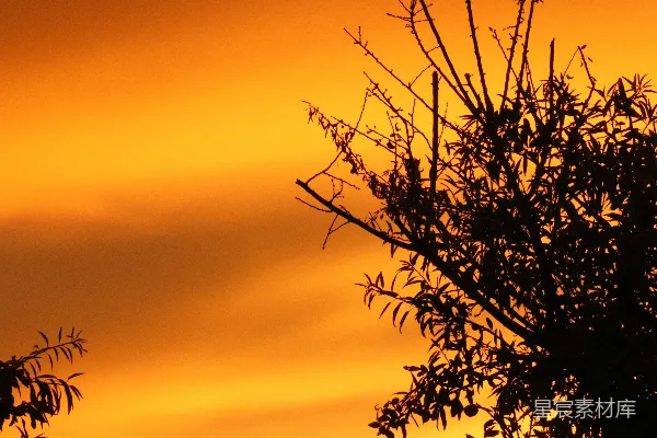 高清摄影 夕阳下的剪影树
