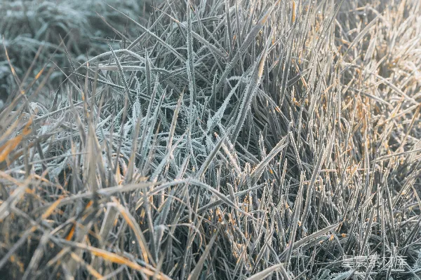 高清摄影 冬日晨雾中的霜草