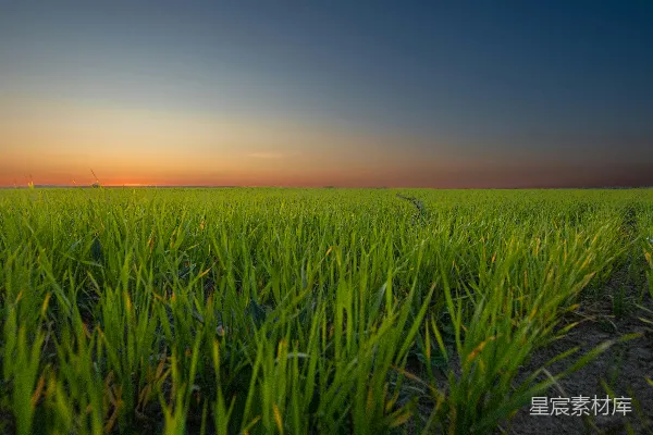 高清摄影 夕阳下的稻田