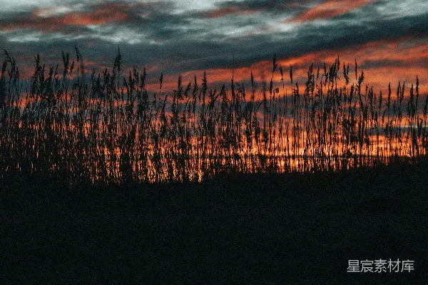 高清摄影 芦苇与夕阳