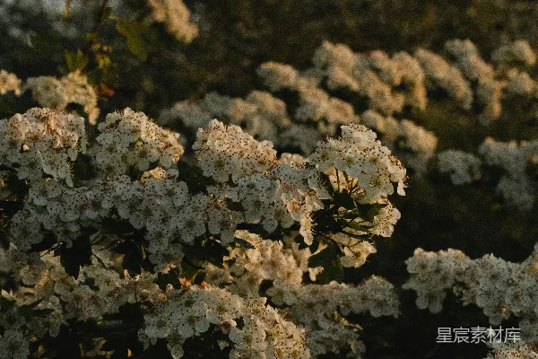 高清摄影 晨光中的白色花海