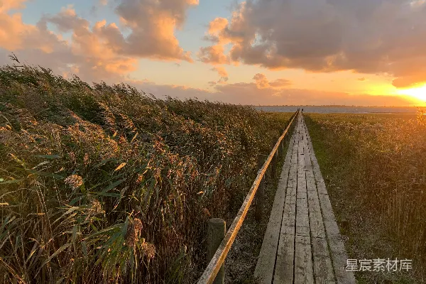 高清摄影 夕阳下的芦苇栈道