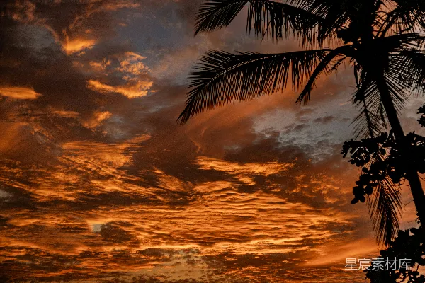 高清摄影 夕阳下的椰树剪影