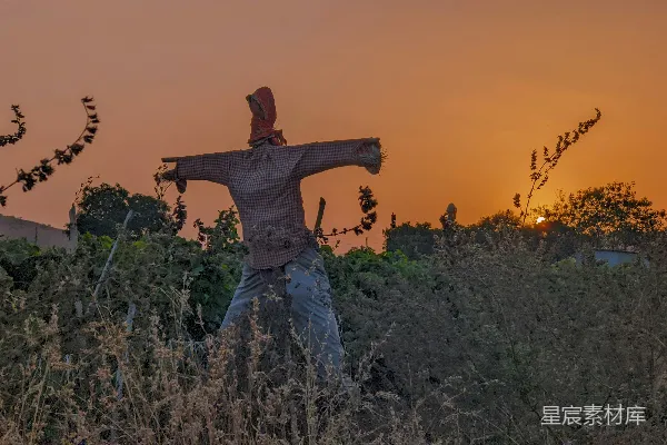 高清摄影 夕阳下的稻草人